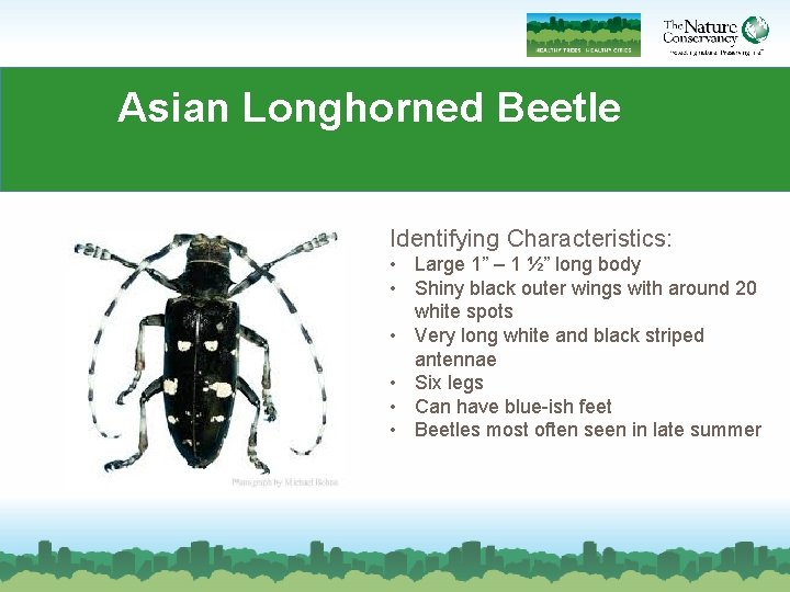 Asian Longhorned Beetle Identifying Characteristics: • Large 1” – 1 ½” long body •