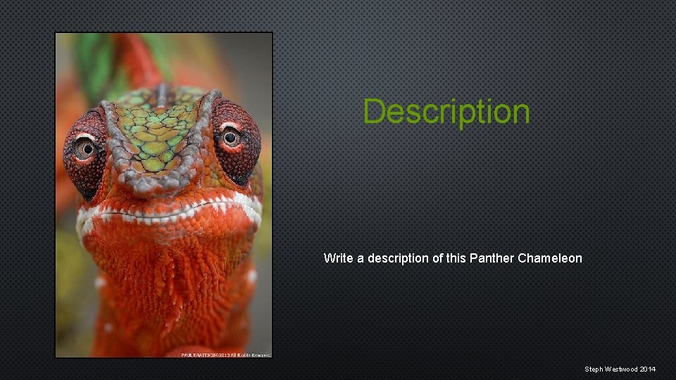 Description Write a description of this Panther Chameleon Steph Westwood 2014 