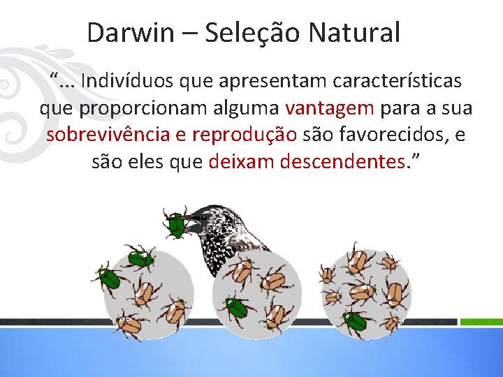 Darwin – Seleção Natural “. . . Indivíduos que apresentam características que proporcionam alguma Darwin – Seleção Natural “. . . Indivíduos que apresentam características que proporcionam alguma