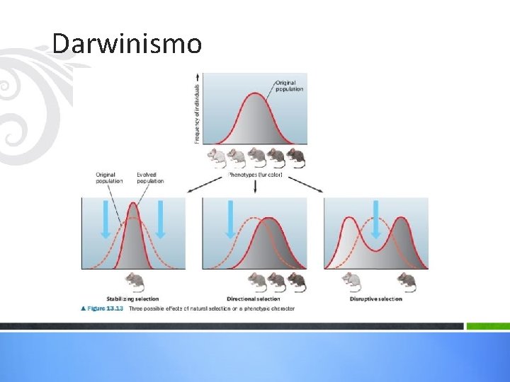 Darwinismo Darwinismo