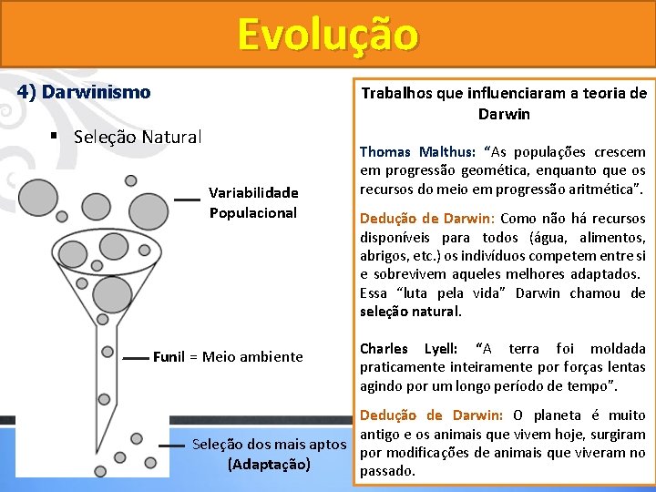 Evolução 4) Darwinismo Trabalhos que influenciaram a teoria de Darwin § Seleção Natural Variabilidade Evolução 4) Darwinismo Trabalhos que influenciaram a teoria de Darwin § Seleção Natural Variabilidade