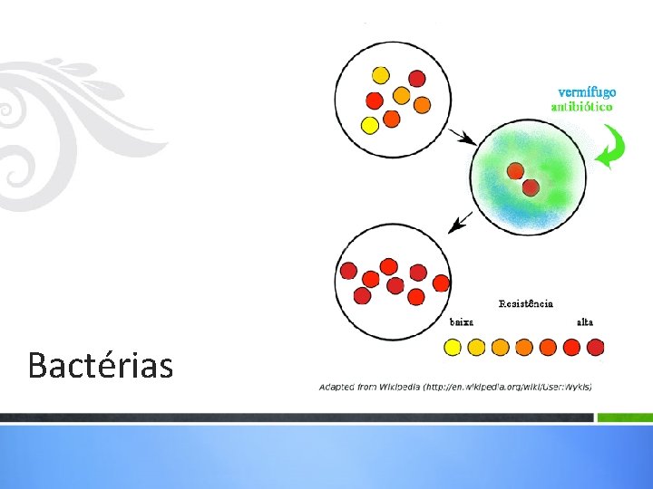 Bactérias Bactérias