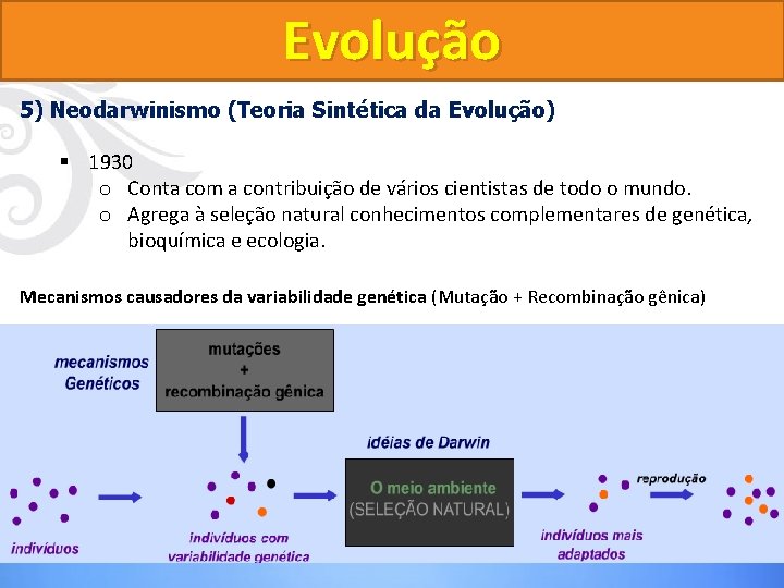 Evolução 5) Neodarwinismo (Teoria Sintética da Evolução) § 1930 o Conta com a contribuição Evolução 5) Neodarwinismo (Teoria Sintética da Evolução) § 1930 o Conta com a contribuição