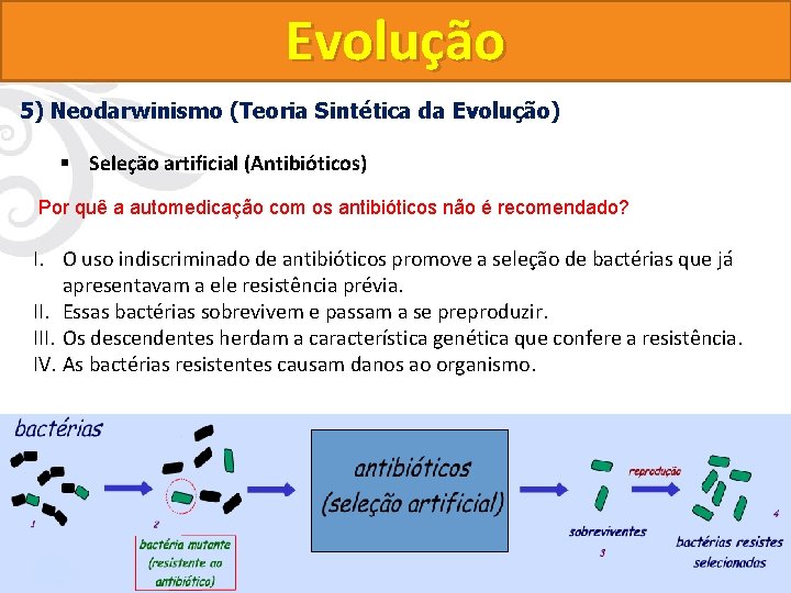 Evolução 5) Neodarwinismo (Teoria Sintética da Evolução) § Seleção artificial (Antibióticos) Por quê a Evolução 5) Neodarwinismo (Teoria Sintética da Evolução) § Seleção artificial (Antibióticos) Por quê a