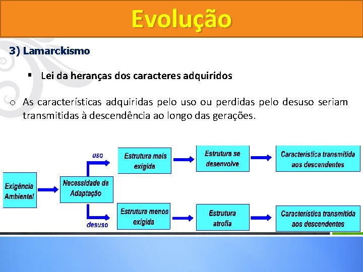 Evolução 3) Lamarckismo § Lei da heranças dos caracteres adquiridos o As características adquiridas Evolução 3) Lamarckismo § Lei da heranças dos caracteres adquiridos o As características adquiridas
