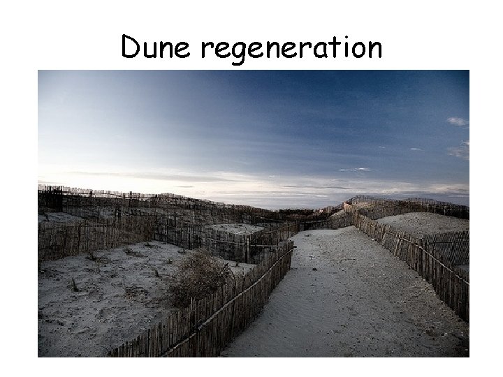 Dune regeneration 