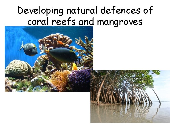 Developing natural defences of coral reefs and mangroves 