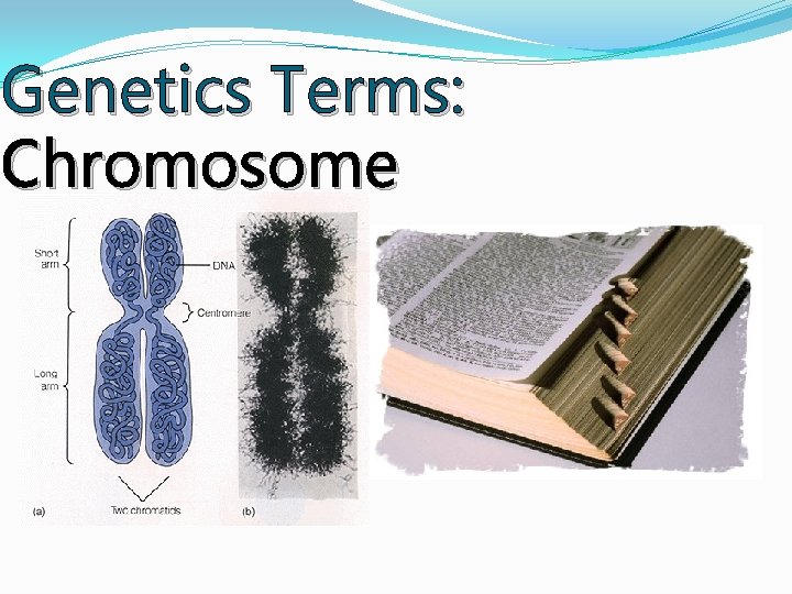 Genetics Terms: Chromosome Genetics Terms: Chromosome