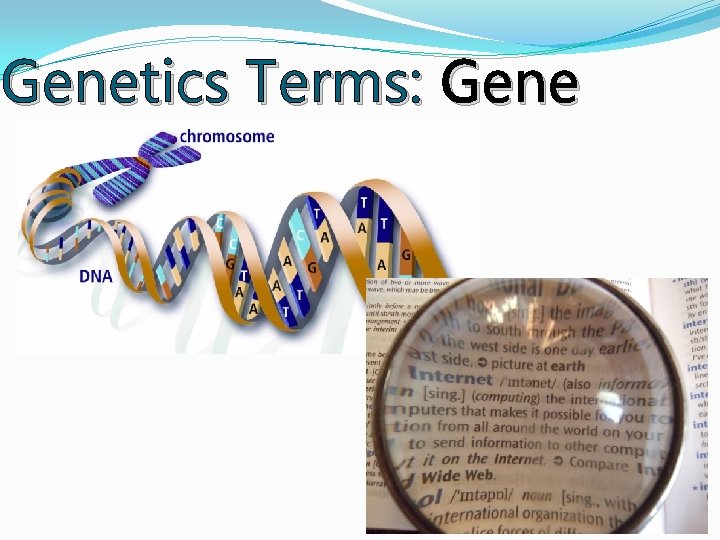 Genetics Terms: Gene Genetics Terms: Gene