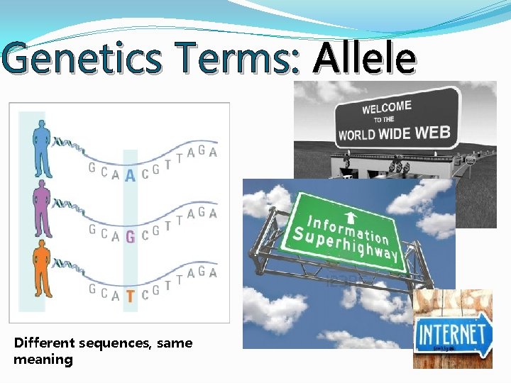 Genetics Terms: Allele Different sequences, same meaning Genetics Terms: Allele Different sequences, same meaning