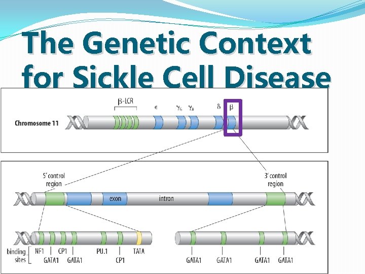 The Genetic Context for Sickle Cell Disease 11 The Genetic Context for Sickle Cell Disease 11