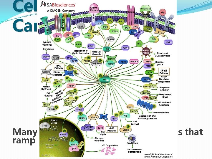 Cell Signaling and Cancer Many cancers have genetic alterations that ramp up growth signaling Cell Signaling and Cancer Many cancers have genetic alterations that ramp up growth signaling