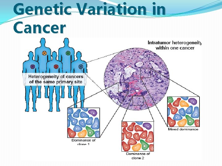 Genetic Variation in Cancer Genetic Variation in Cancer