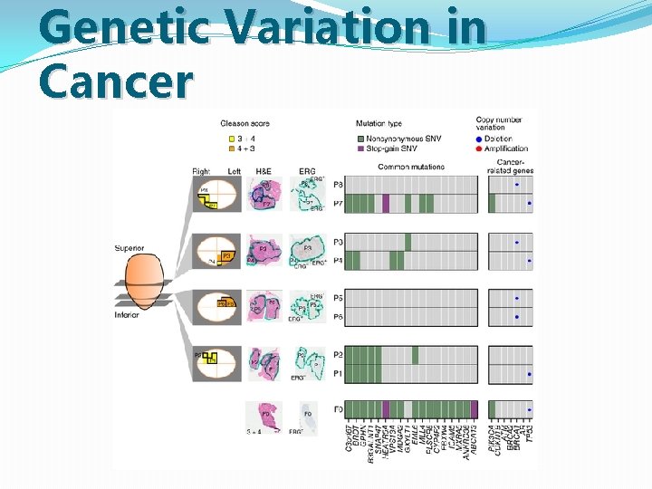 Genetic Variation in Cancer Genetic Variation in Cancer