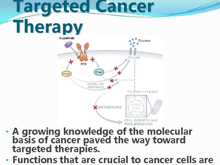 Targeted Cancer Therapy • A growing knowledge of the molecular basis of cancer paved Targeted Cancer Therapy • A growing knowledge of the molecular basis of cancer paved