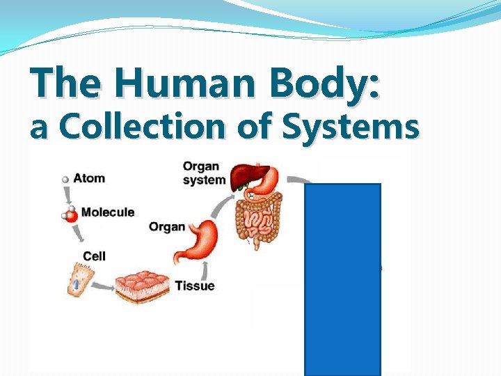 The Human Body: a Collection of Systems The Human Body: a Collection of Systems
