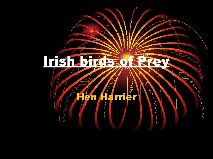 Irish birds of Prey Hen Harrier 