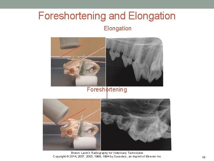 DENTAL RADIOGRAPHY CHAPTER 24 Brown Lavins Radiography for