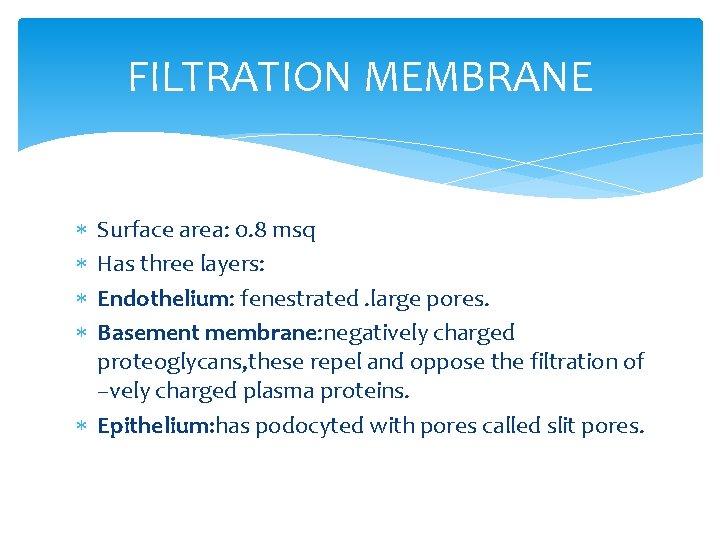 FILTRATION MEMBRANE Surface area: 0. 8 msq Has three layers: Endothelium: fenestrated. large pores.