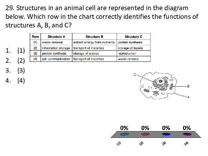 29. Structures in an animal cell are represented in the diagram below. Which row