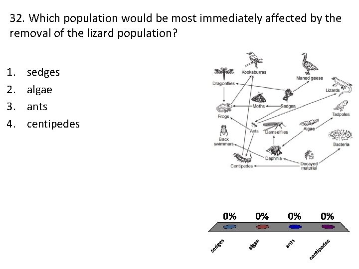 32. Which population would be most immediately affected by the removal of the lizard