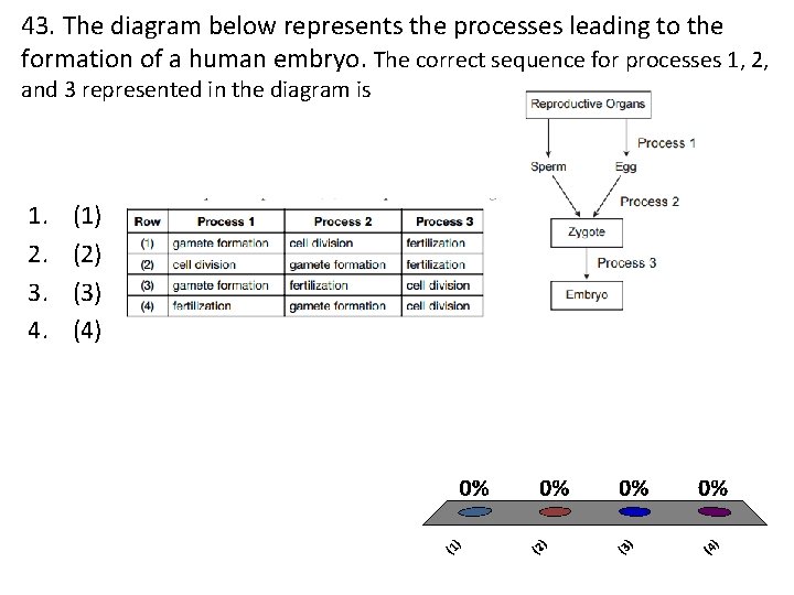 43. The diagram below represents the processes leading to the formation of a human