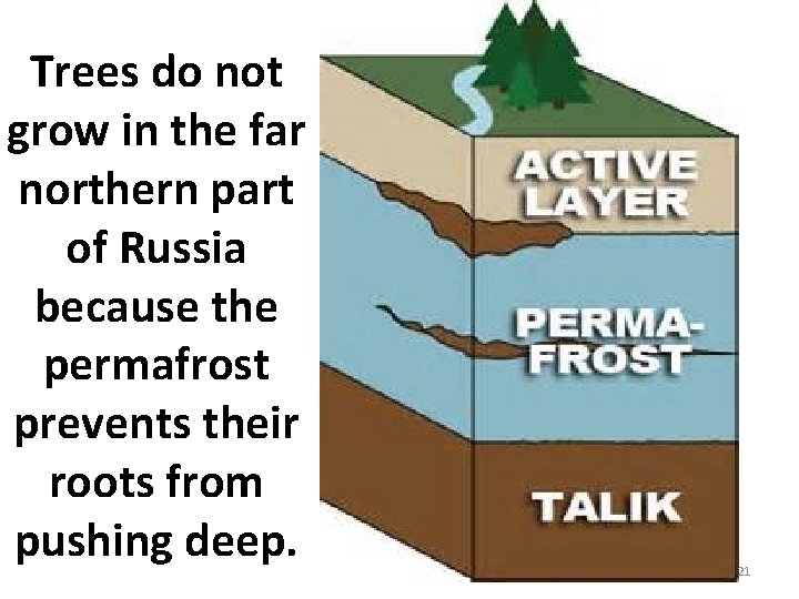 Trees do not grow in the far northern part of Russia because the permafrost Trees do not grow in the far northern part of Russia because the permafrost