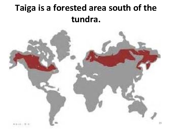 Taiga is a forested area south of the tundra. 29 Taiga is a forested area south of the tundra. 29