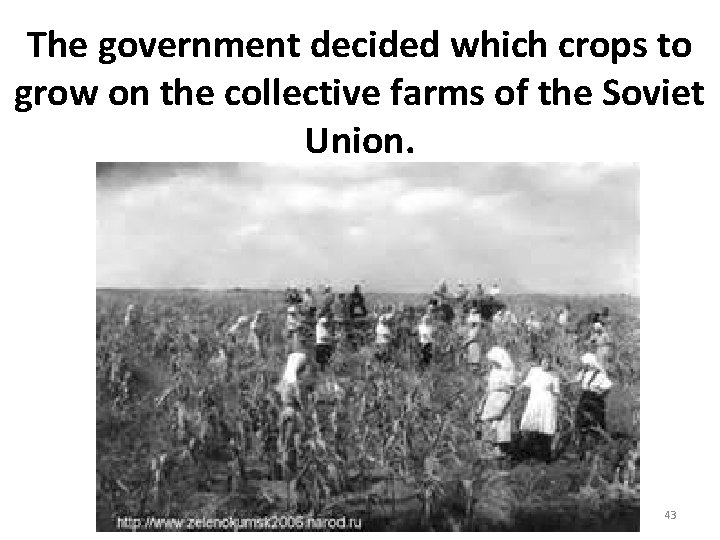 The government decided which crops to grow on the collective farms of the Soviet The government decided which crops to grow on the collective farms of the Soviet