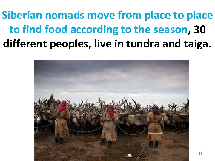Siberian nomads move from place to find food according to the season, 30 different Siberian nomads move from place to find food according to the season, 30 different