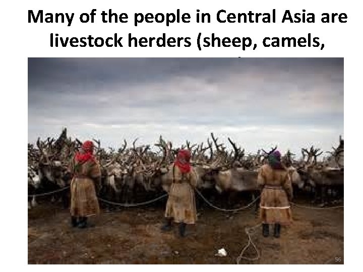 Many of the people in Central Asia are livestock herders (sheep, camels, cattle, horses). Many of the people in Central Asia are livestock herders (sheep, camels, cattle, horses).