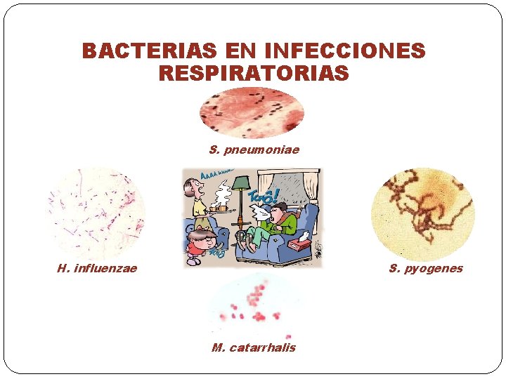 BACTERIAS EN INFECCIONES RESPIRATORIAS S. pneumoniae H. influenzae S. pyogenes M. catarrhalis 