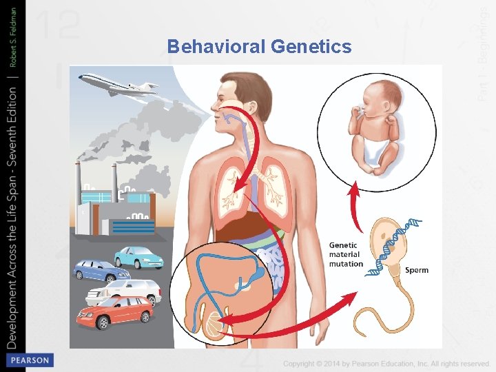 Behavioral Genetics 