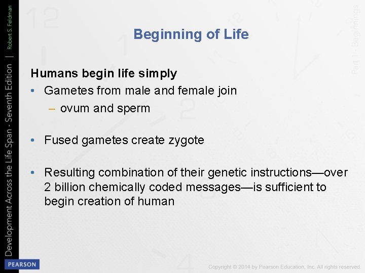 Beginning of Life Humans begin life simply • Gametes from male and female join