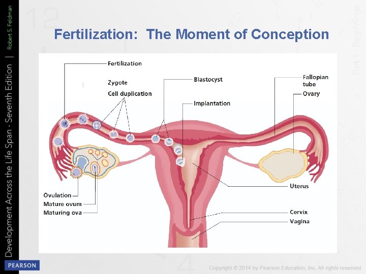 Fertilization: The Moment of Conception 