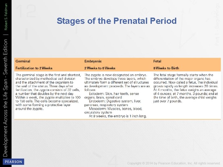 Stages of the Prenatal Period 