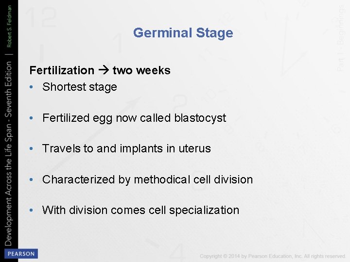 Germinal Stage Fertilization two weeks • Shortest stage • Fertilized egg now called blastocyst