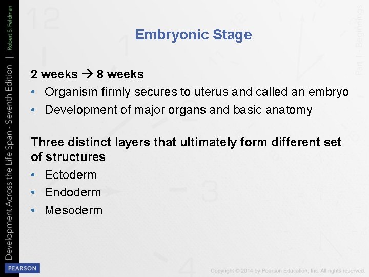 Embryonic Stage 2 weeks 8 weeks • Organism firmly secures to uterus and called