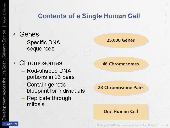 Contents of a Single Human Cell • Genes – Specific DNA sequences • Chromosomes