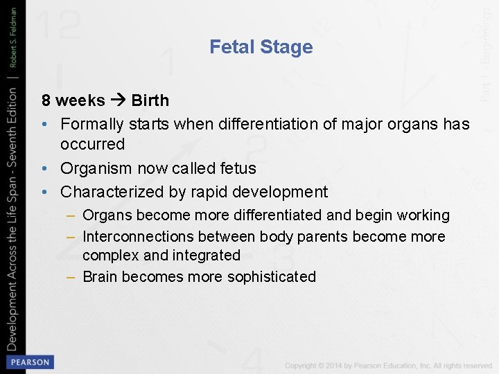 Fetal Stage 8 weeks Birth • Formally starts when differentiation of major organs has