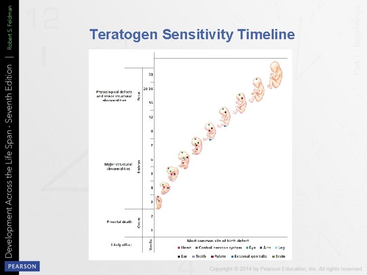 Teratogen Sensitivity Timeline 