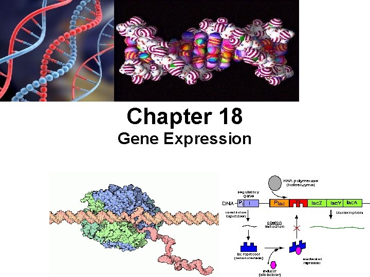 Chapter 18 Gene Expression 