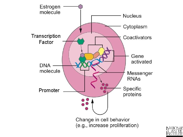  Transcription Factor Promoter 