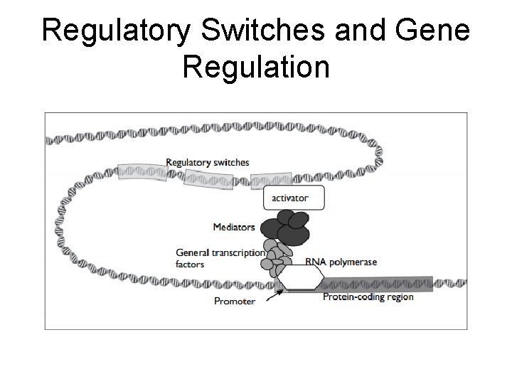 Regulatory Switches and Gene Regulation 