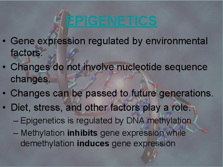 EPIGENETICS • Gene expression regulated by environmental factors. • Changes do not involve nucleotide