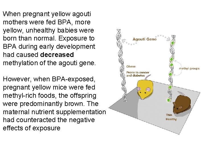  When pregnant yellow agouti mothers were fed BPA, more yellow, unhealthy babies were