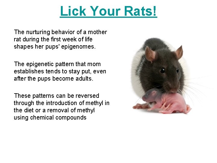 Lick Your Rats! The nurturing behavior of a mother rat during the first week