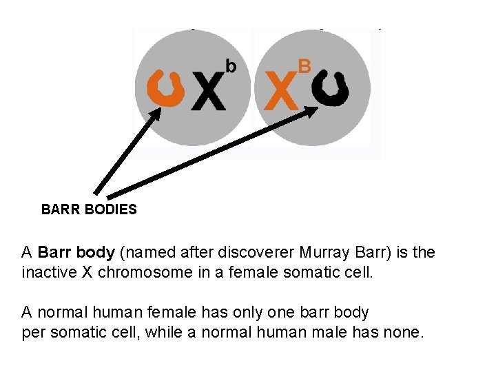 BARR BODIES A Barr body (named after discoverer Murray Barr) is the inactive X