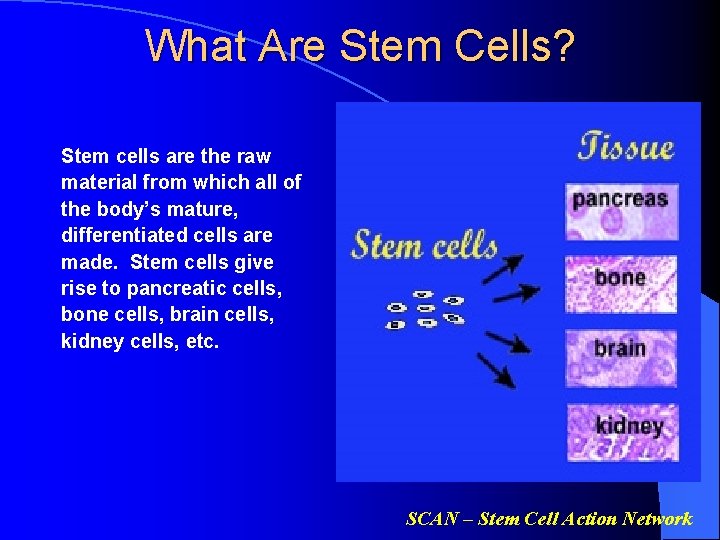 What Are Stem Cells? Stem cells are the raw material from which all of