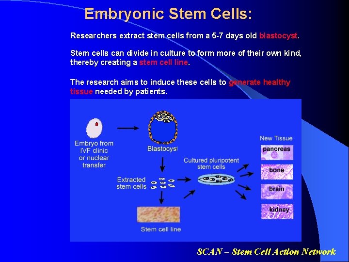 Embryonic Stem Cells: Researchers extract stem cells from a 5 -7 days old blastocyst.